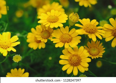 Yellow Aster flowers  - Shutterstock ID 1128247397