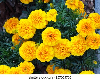 155,448 Marigold yellow Images, Stock Photos & Vectors | Shutterstock