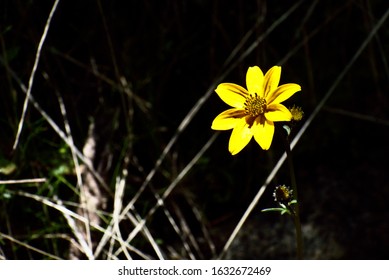 Yellow Asteraceae Growing In Huascarán National Park Peru