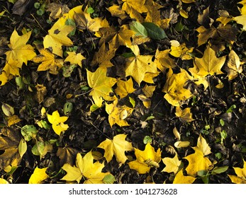 Yellow Autmn Leaves