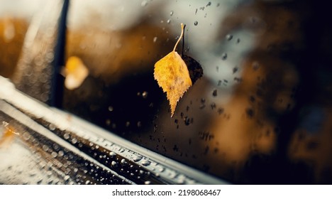 A Yellow Autumn Birch Leaf Stuck To The Wet Car Window.