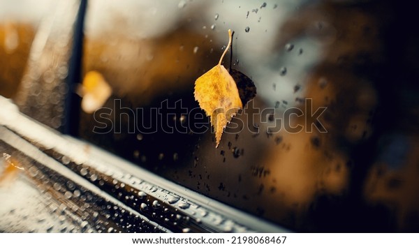 A\
yellow autumn birch leaf stuck to the wet car\
window.