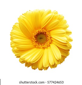 Yellow autumn chrysanthemum isolated on white