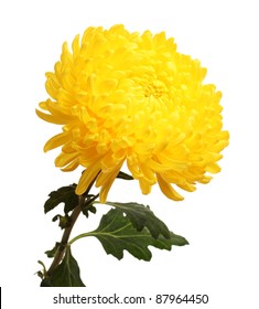 Yellow Autumn Chrysanthemum Isolated On White