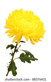 Yellow Autumn Chrysanthemum Isolated On White