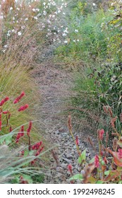 Yellow Autumn Coloration Of A Prairie Dropseed (Sporobolus Heterolepis) In A Flower Bed In A Garden