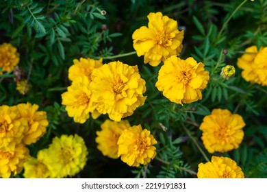 Yellow Autumn Flower In A Flower Bed, Top View. Close-up