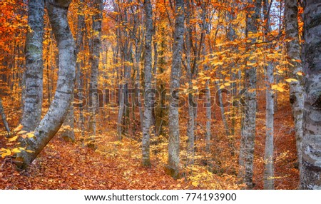 Similar – autumn forest Well-being