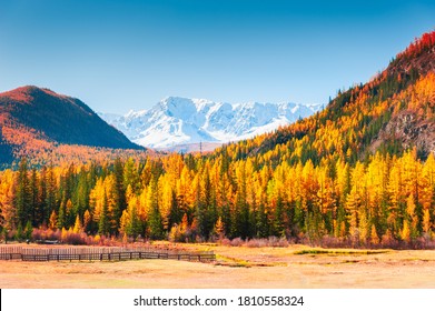 Yellow autumn forest and snow-covered mountain peaks in Altai, Siberia, Russia. North-Chuya mountain ridge