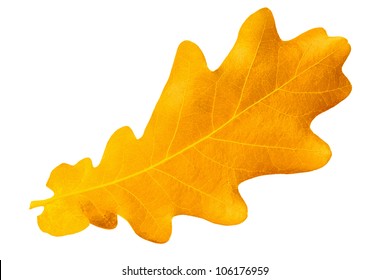 Yellow Autumn Leaf Oak Isolated On White Background