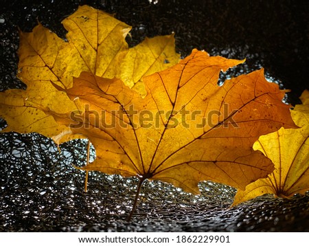 Similar – Herbstblätter Baum