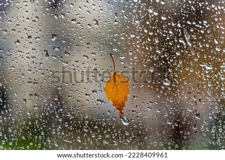 Yellow autumn leaf on rainy car window