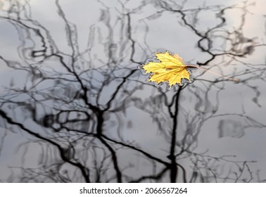 Yellow autumn leaf on the surface of a pond. Bare branches reflected in water - Powered by Shutterstock