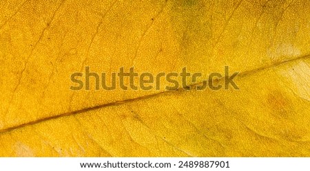 yellow autumn leaf with visible texture