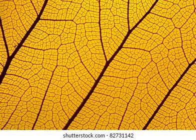 Yellow Autumn Leave Background