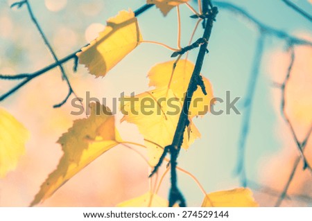 Similar – Foto Bild Makro von vertrockneten Herbstblättern