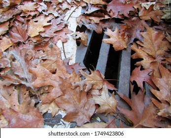 Yellow Autumn Leaves Blocked Storm Drain