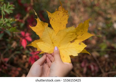 Yellow autumn leaves in the hands the girl 