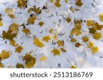 Yellow autumn leaves lie on the snow. First snow fell in the fall along with the leaf fall. Wonders of nature. . High quality photo