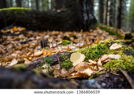 Yellow autumn leaves lie on the moss-covered tree roots. Autumn sunny photography, close-up, there is a place for text.