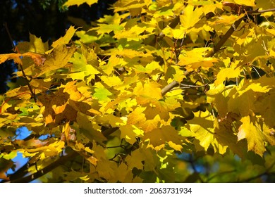 35 Baum Klima Images, Stock Photos & Vectors | Shutterstock