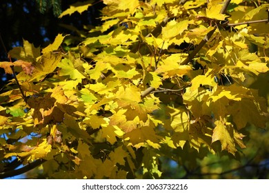 35 Baum Klima Images, Stock Photos & Vectors | Shutterstock