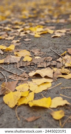 Yellow Autumn leaves on the ground in Arrowtown, Otago, New Zealand