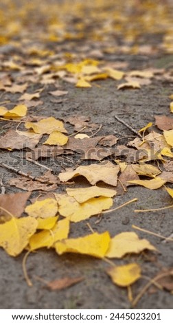 Yellow Autumn leaves on the ground in Arrowtown, Otago, New Zealand