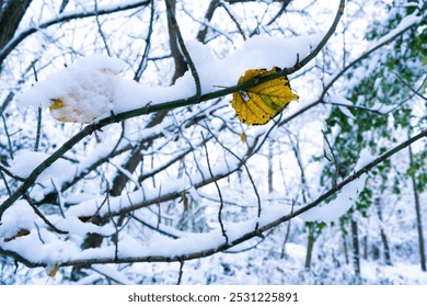 Yellow autumn leaves on a tree branch are covered with a layer of white snow. Winter landscape of a snowy park. First snowfall. Weather unexpected surprises. - Powered by Shutterstock