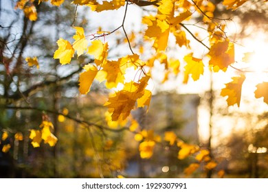 Yellow Autumn Leaves On Trees