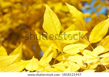 yellow autumn leaves in the park with blurred background