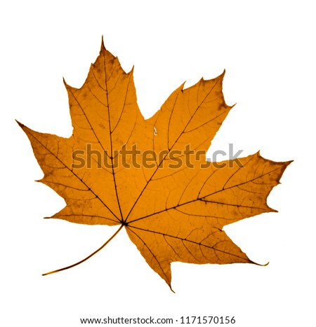 Yellow Autumn Maple Leaf isolated on white background. 