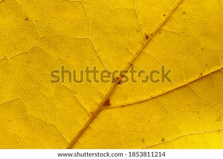 yellow, autumn maple leaf, macro photography of leaf innervation, natural colors, 