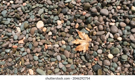 yellow autumn maple leaf on a pebble beach, autumn is also coming on the sea.