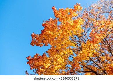 Yellow autumn maple leaves against clear blue sky. Copy space. Sunny weather day. Beauty in nature. Natural fall background. Golden season. Lush crown. Bright orange and red leaf colors. In the park. - Powered by Shutterstock