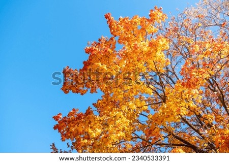 Yellow autumn maple leaves against clear blue sky. Copy space. Sunny weather day. Beauty in nature. Natural fall background. Golden season. Lush crown. Bright orange and red leaf colors. In the park.