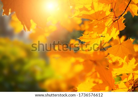 Similar – Foto Bild Makro von vertrockneten Herbstblättern