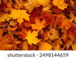 Yellow autumn maple leaves. Sunny autumn day. Fall in nature. Natural autumn fall background. Golden season. Bright orange and red leaf colors. Maple leaves in autumn sunny day.