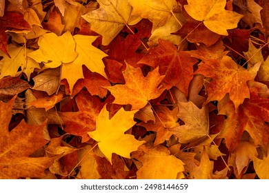 Yellow autumn maple leaves. Sunny autumn day. Fall in nature. Natural autumn fall background. Golden season. Bright orange and red leaf colors. Maple leaves in autumn sunny day. - Powered by Shutterstock