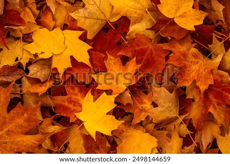 Similar – Image, Stock Photo Autumn bright backdrop with arch of trees and old wooden table of boards with cracked green paint and yellow fallen leaves on it. Shabby grunge wood panels. Fall season concept in park.