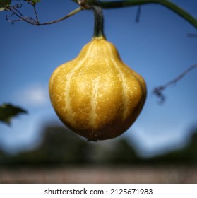 Yellow Autumn Squash On The Vine With Blue Sky