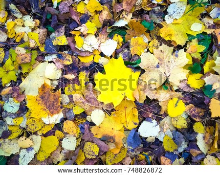 Yellow Autumn Tree Wallpaper Autumn Leaves Stock Photo Edit Now