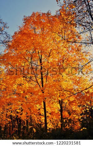 Similar – autumn burning Autumn Tree