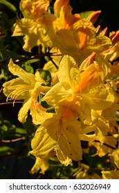 Yellow Azalea Flowers Background