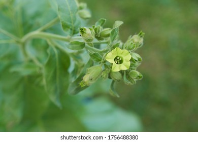 Yellow Aztec Tobacco Inflorescence And Leafs