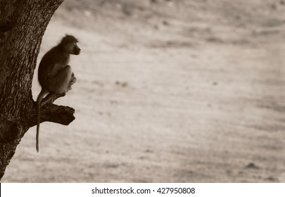 Yellow Baboon