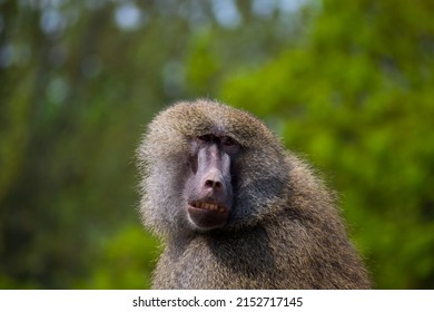 yellow baboon en face in a forest setting
