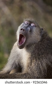 A yellow baboon yawns with his eyes closed.  Photographed on safari in Africa.