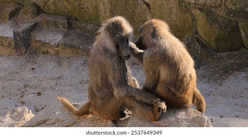 yellow baboons (Papio cynocephalus) interacting on sunlit, showcasing natural animal behavior in their habitat, with one monkey grooming and picking fleas from the other - Powered by Shutterstock