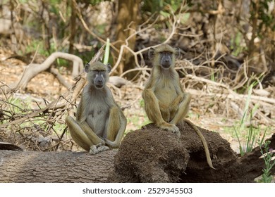 Yellow Baboon's at Selous Game Reserve, Tanzania. - Powered by Shutterstock